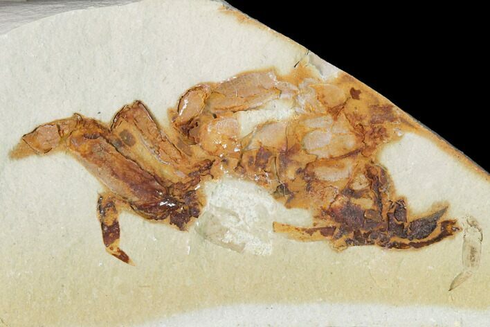 Miocene Pea Crab (Pinnixa) Fossil - California #141619